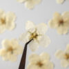 A pair of tweezers is holding a delicate, off-white flower with visible stamen and five petals, amidst a background of similar blurry flowers on a light grey surface.