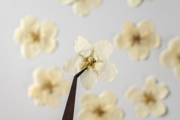 A pair of tweezers is holding a delicate, off-white flower with visible stamen and five petals, amidst a background of similar blurry flowers on a light grey surface.