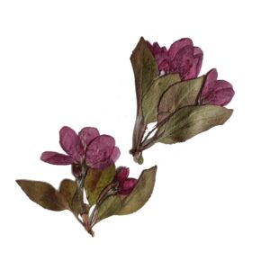 Two clusters of pressed, dried flowers and leaves are arranged on a white background. The flowers are a muted shade of purple, while the leaves are a mix of brown and green.