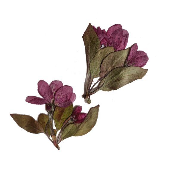 Two clusters of pressed, dried flowers and leaves are arranged on a white background. The flowers are a muted shade of purple, while the leaves are a mix of brown and green.