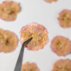 A close-up shot showcases dried pink and yellow flowers scattered on a white surface, with tweezers holding one bloom at the center, capturing the delicate nature of preserved flora.