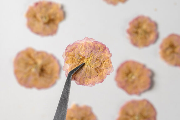 A close-up shot showcases dried pink and yellow flowers scattered on a white surface, with tweezers holding one bloom at the center, capturing the delicate nature of preserved flora.