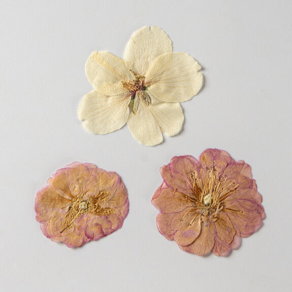 This image shows three pressed flowers: one five-petaled flower is cream colored and two rose-like flowers are pink.
