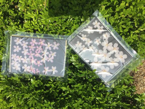 Two sealed cards with pressed flowers, one pink and one white, sit on a bed of green shrubbery.