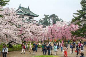 Private and Group Tour Guidance
