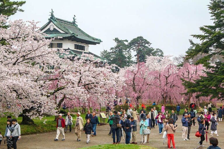 A scenic view of a Japanese castle surrounded by cherry blossom trees and a crowd of people walking along a path.
