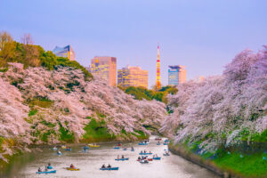 Japan Cherry Blossom Private Tour Package