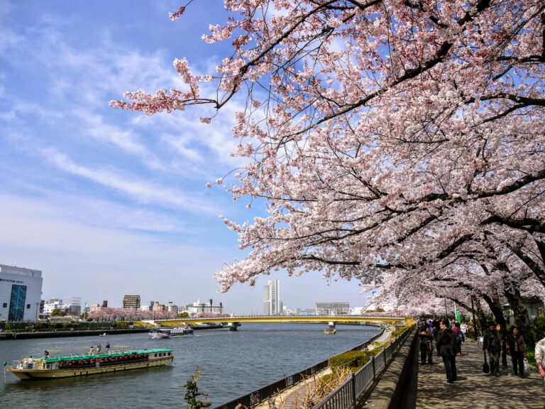 A scenic view of cherry blossom trees in full bloom along a riverbank in Japan, with a bridge and buildings in the background.