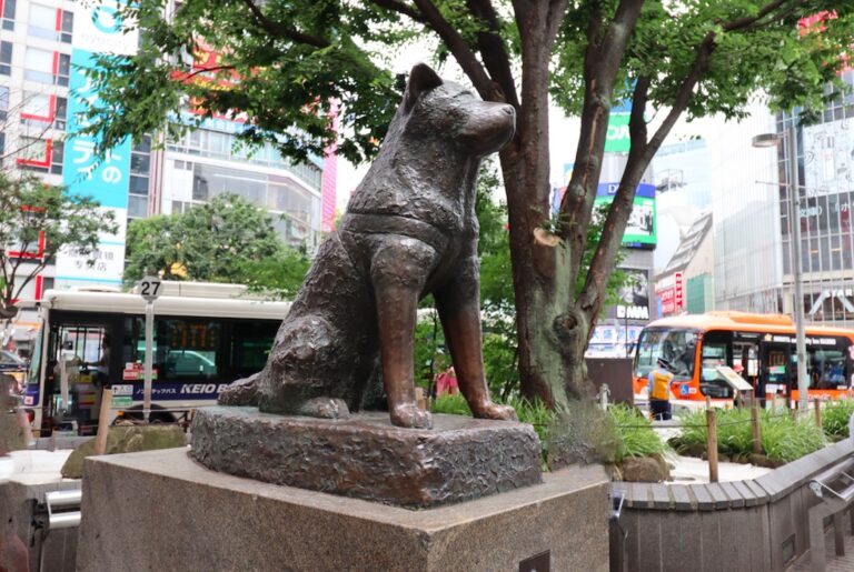 This image shows the Hachiko statue in Shibuya, Tokyo, depicting a loyal Akita dog. It is set on a stone base, surrounded by greenery, with city buildings and buses in the background.