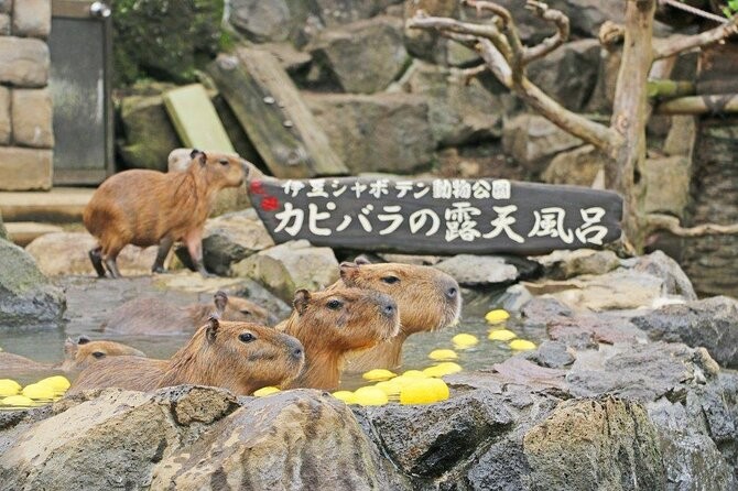Several capybaras are relaxing in a pool of water with yellow objects, while one stands on land next to a sign with Japanese writing.