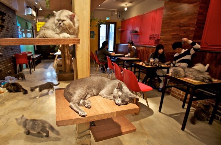 This image captures a cozy cat cafe, where cats lounge on shelves and tables while patrons enjoy their drinks.