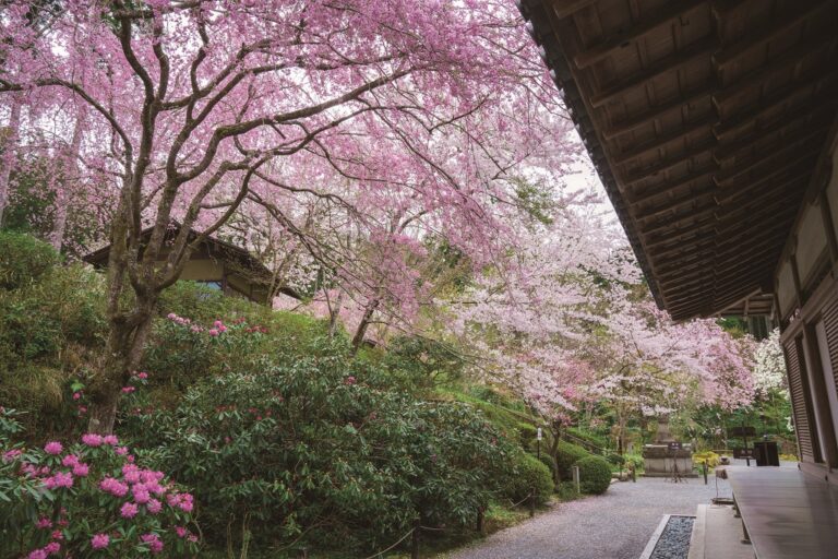 A serene Japanese garden scene with cherry blossoms in full bloom, framing a traditional wooden building and lush greenery.